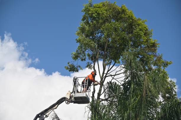 Best Aeration Services  in Glenvar Heights, FL